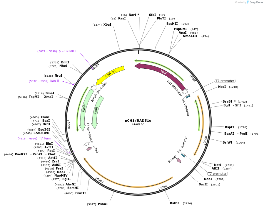 102562-plasmid-map-sequence-id-203161