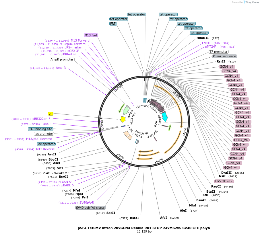 105000-plasmid-map-sequence-id-203163