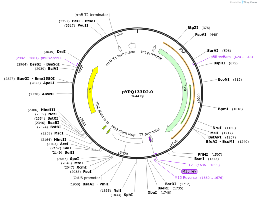 99894-plasmid-map-sequence-id-203175