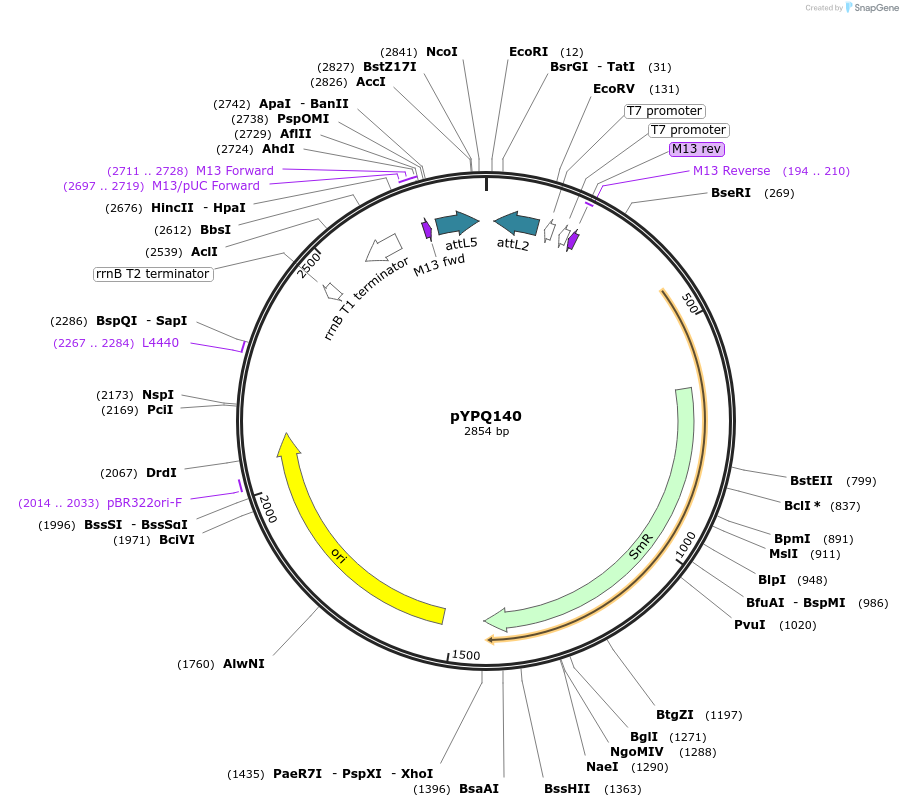 99895-plasmid-map-sequence-id-203178