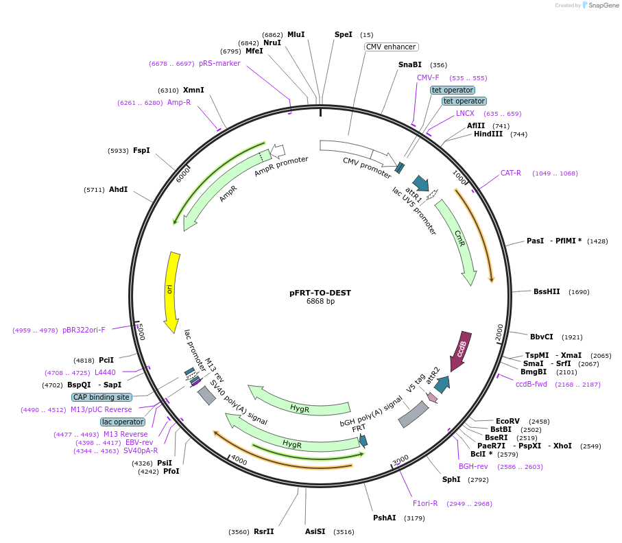 106348-plasmid-map-sequence-id-203179