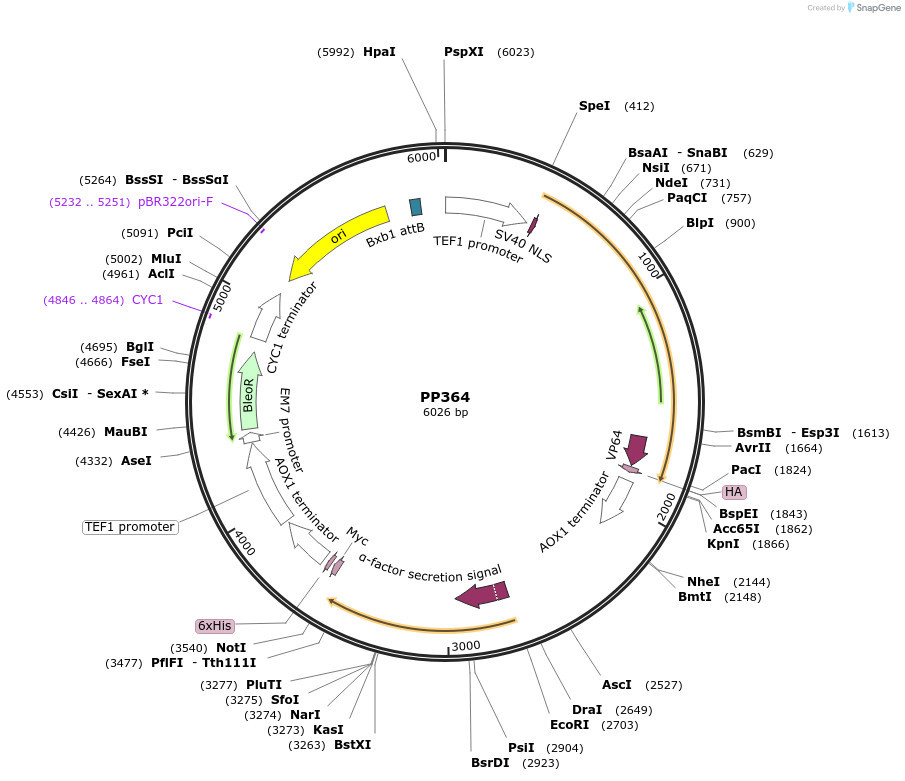 104945-plasmid-map-sequence-id-203180