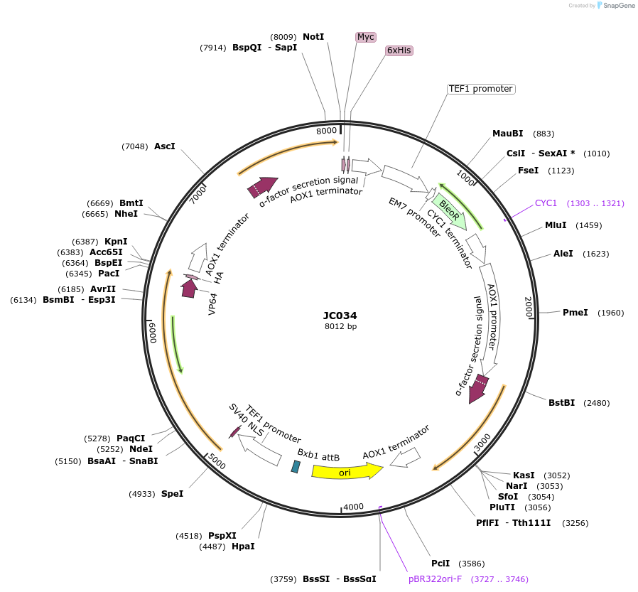 104947-plasmid-map-sequence-id-203186