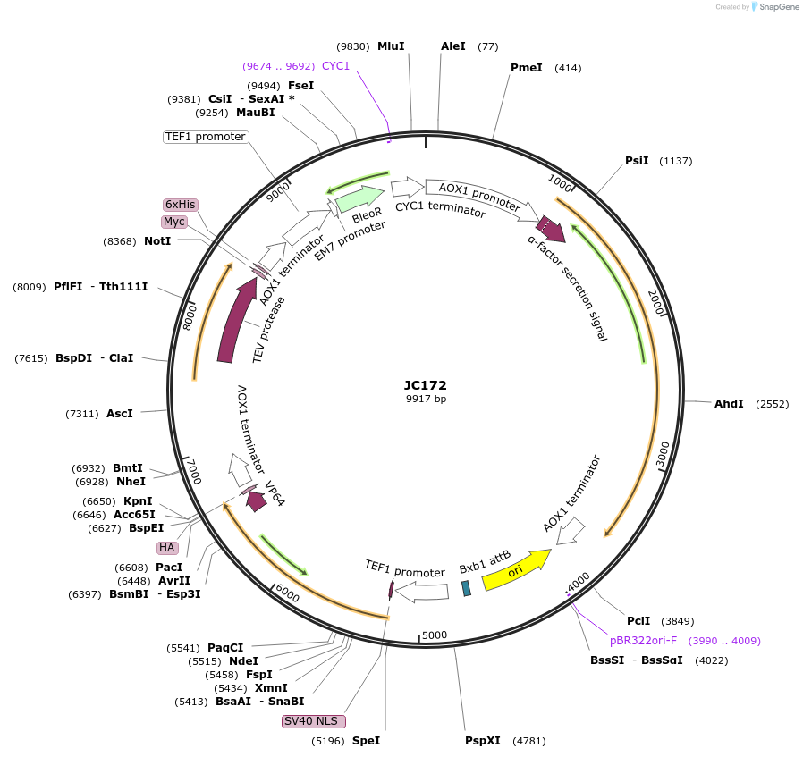 104948-plasmid-map-sequence-id-203196