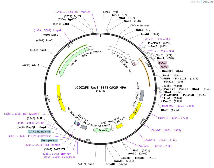 105673-plasmid-map-sequence-id-203204