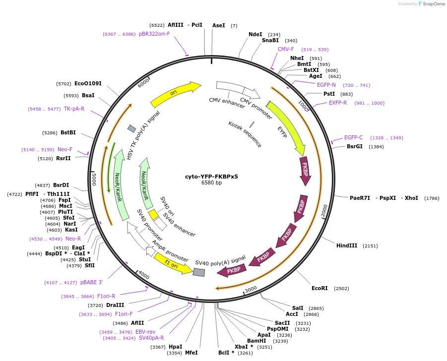 103777-plasmid-map-sequence-id-203212