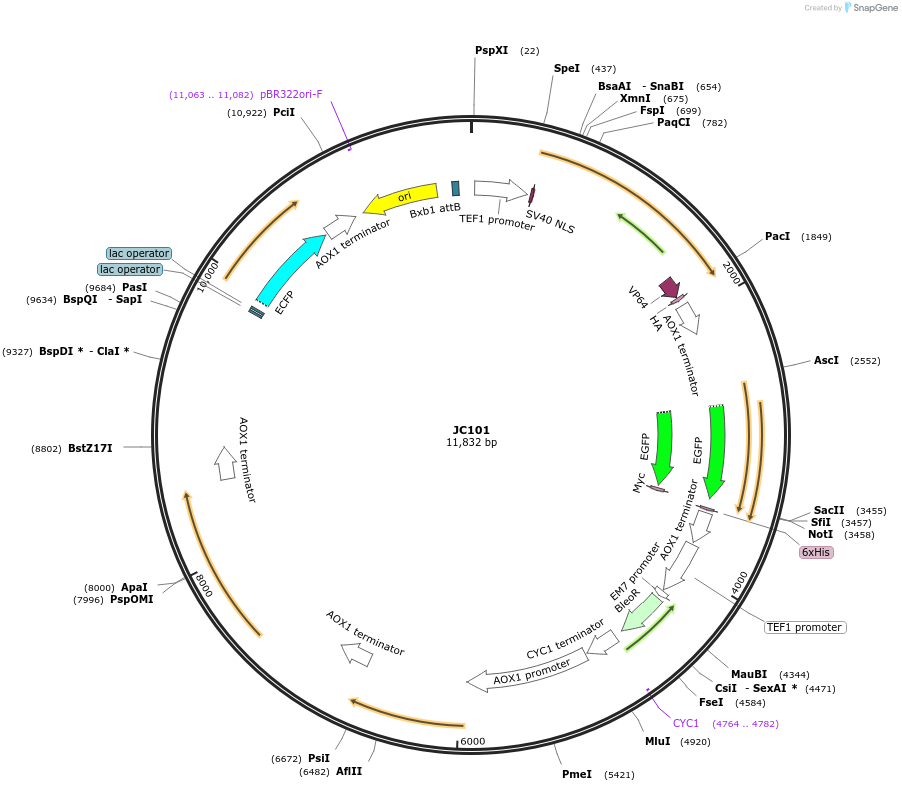 104952-plasmid-map-sequence-id-203216