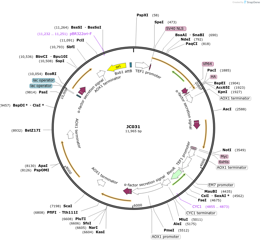 104953-plasmid-map-sequence-id-203223