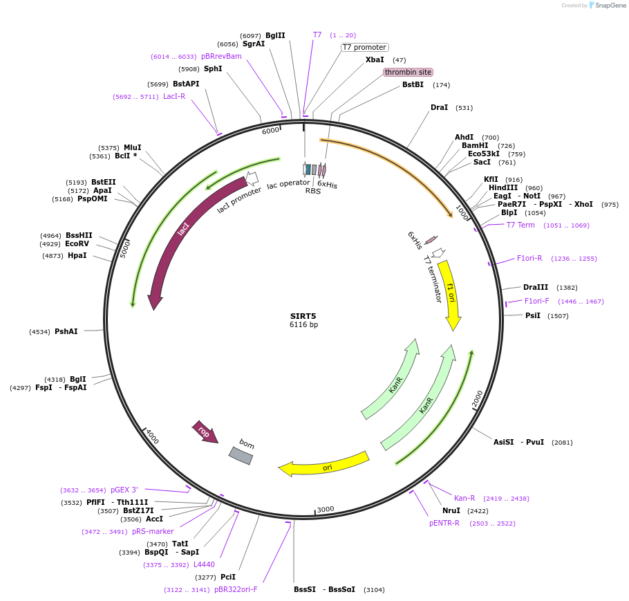 25487-plasmid-map-sequence-id-203224