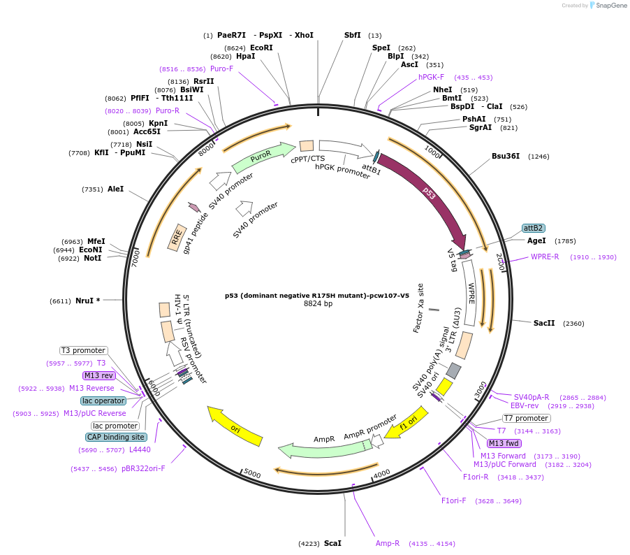 64638-plasmid-map-sequence-id-203229