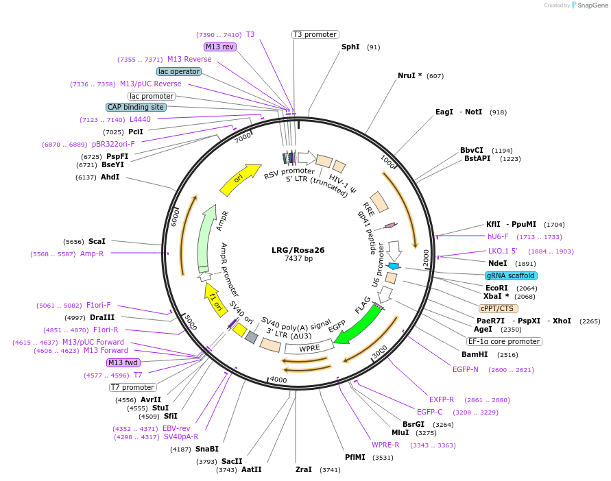 105510-plasmid-map-sequence-id-203237