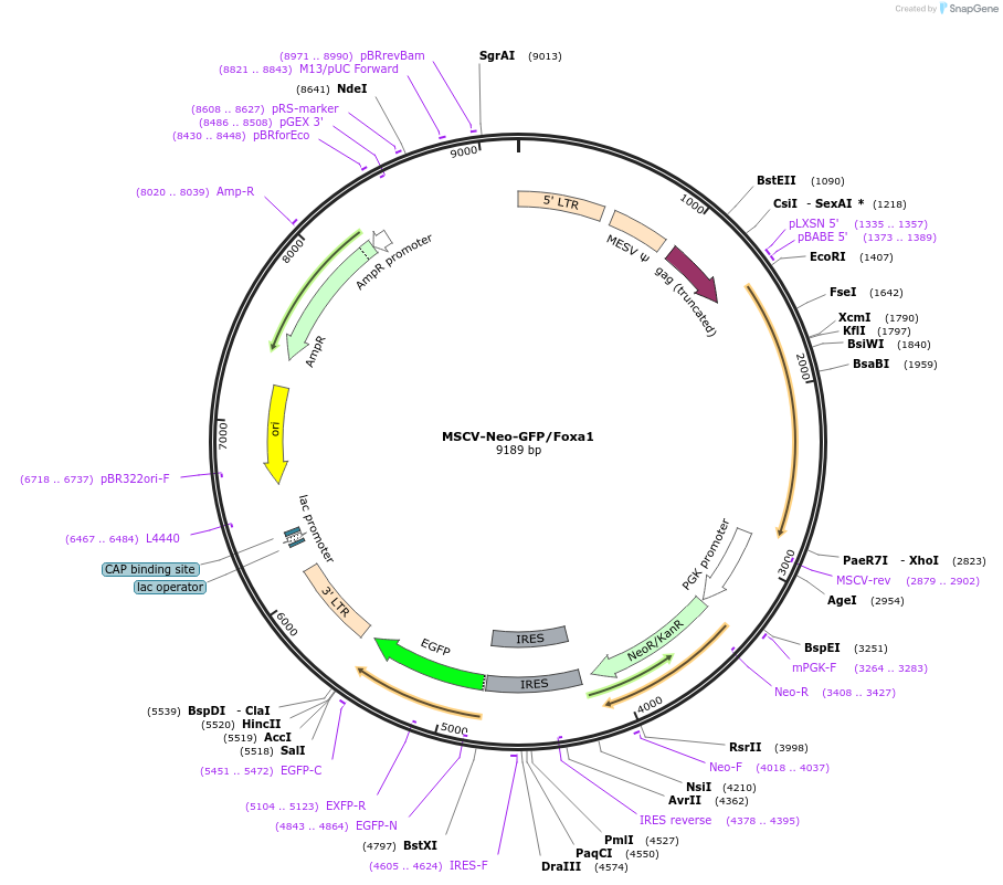105506-plasmid-map-sequence-id-203239