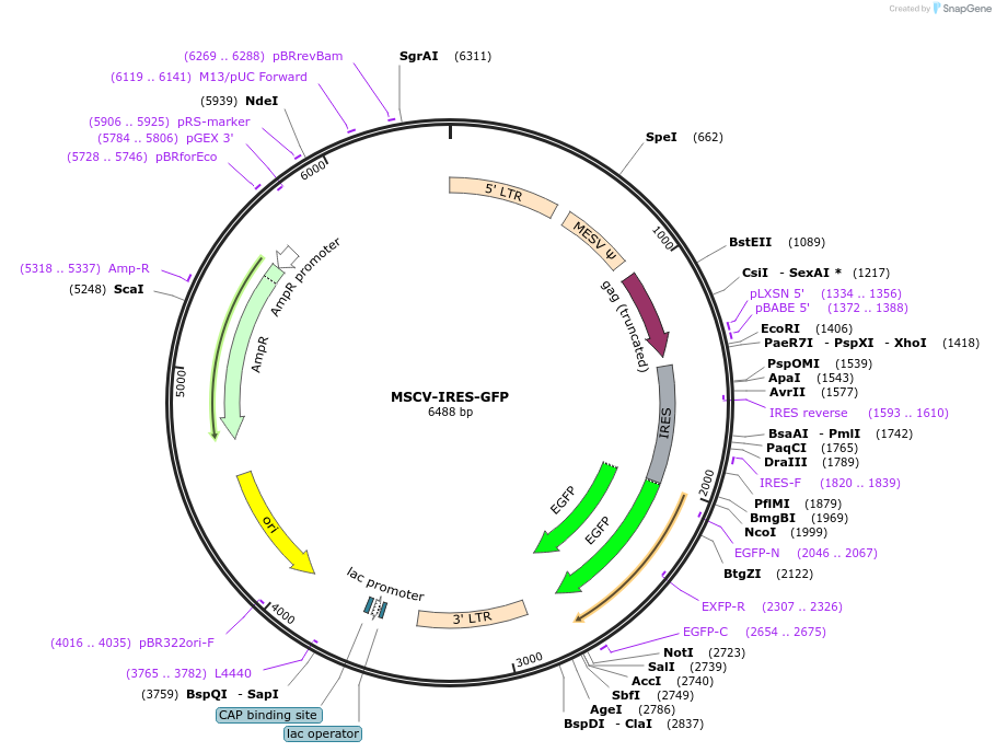20672-plasmid-map-sequence-id-203241