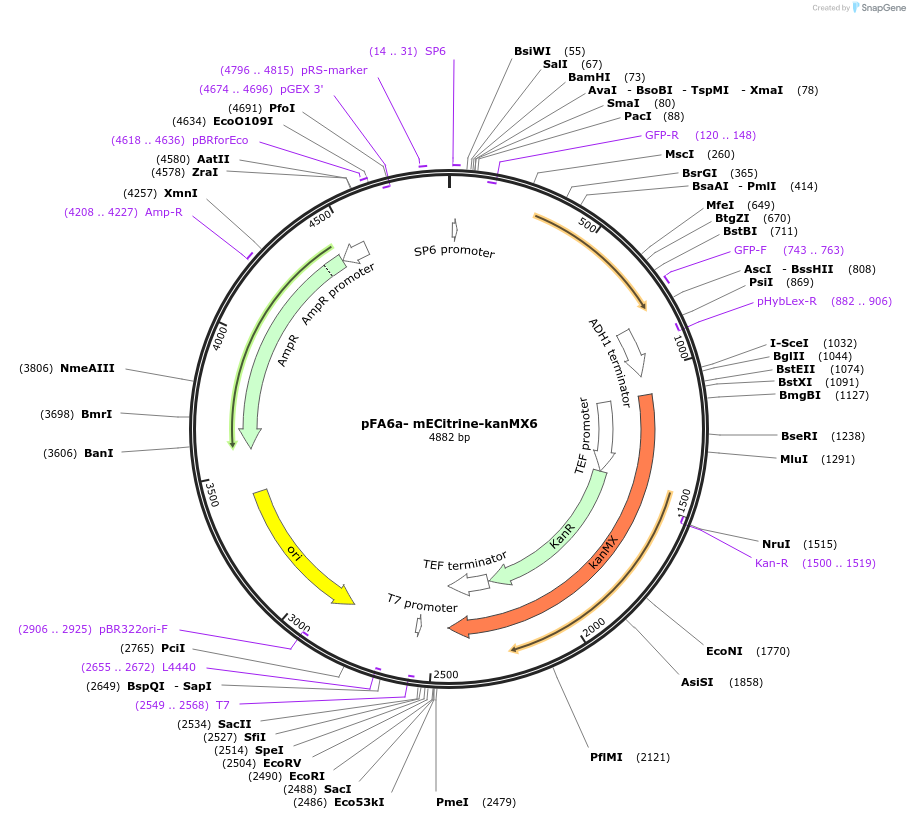 105150-plasmid-map-sequence-id-203244
