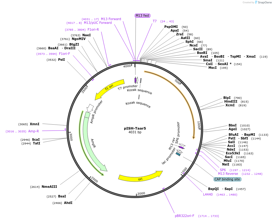 105468-plasmid-map-sequence-id-203248