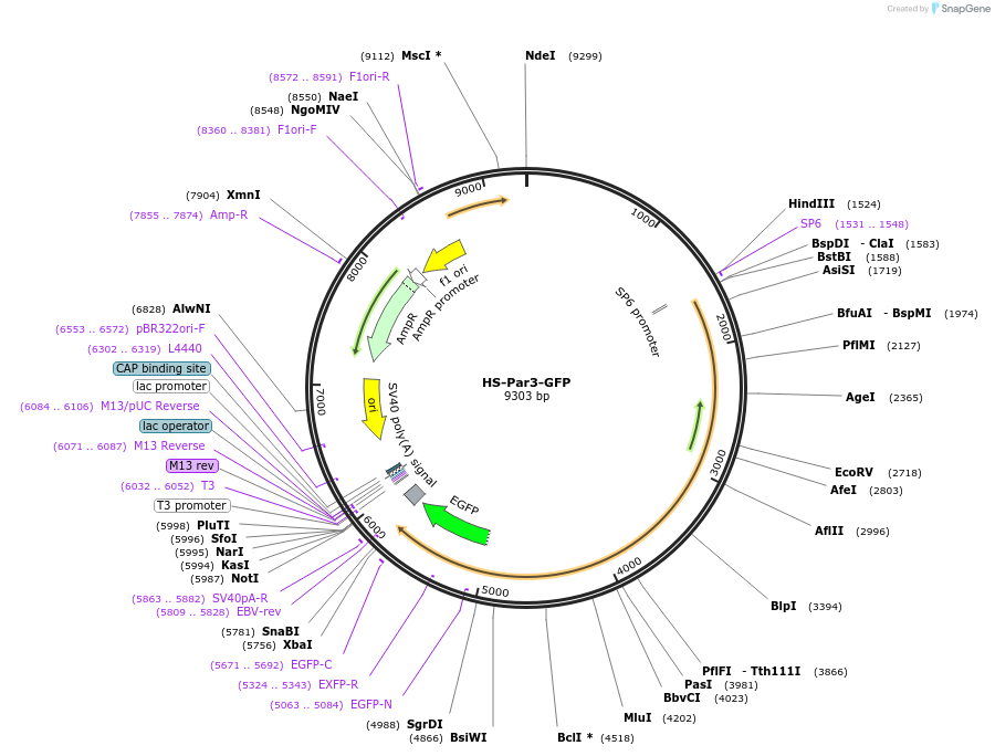 105947-plasmid-map-sequence-id-203252