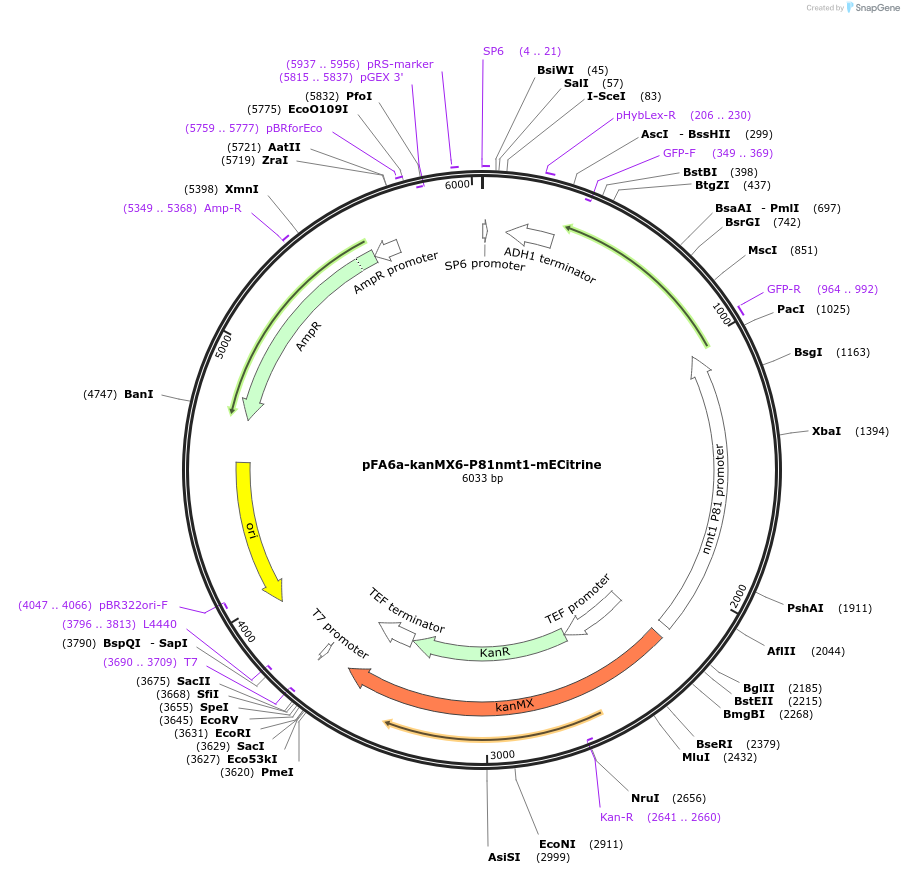 105153-plasmid-map-sequence-id-203253