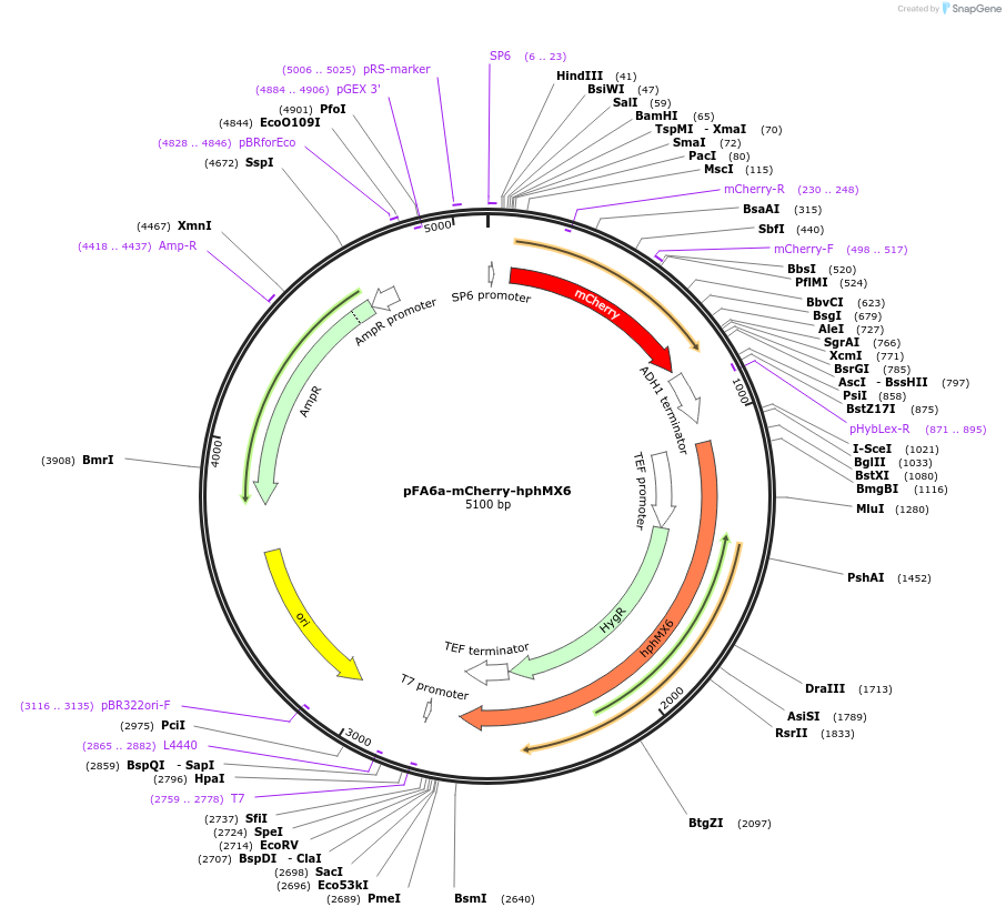 105156-plasmid-map-sequence-id-203254