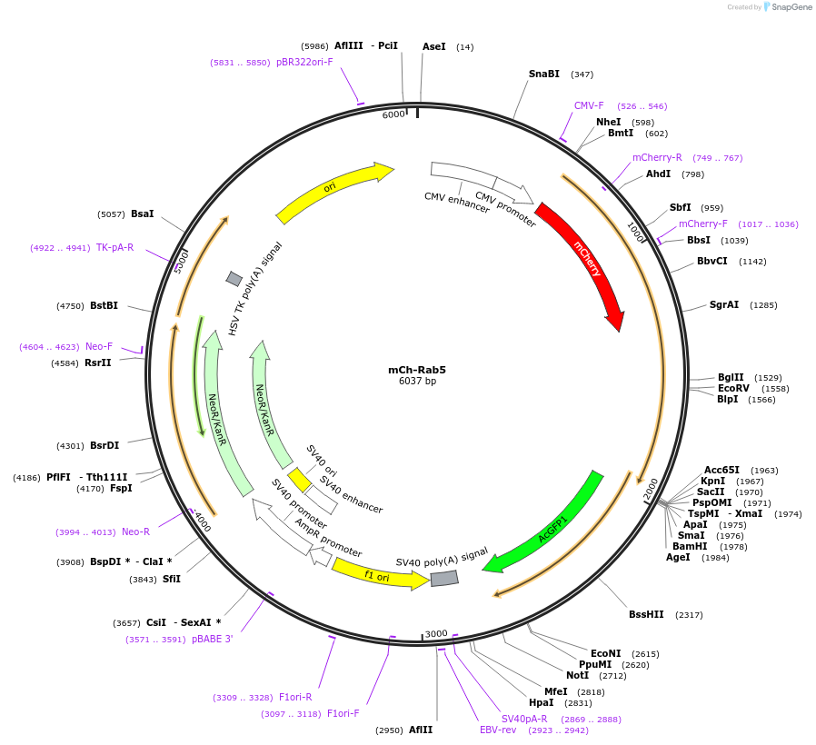 49201-plasmid-map-sequence-id-203256
