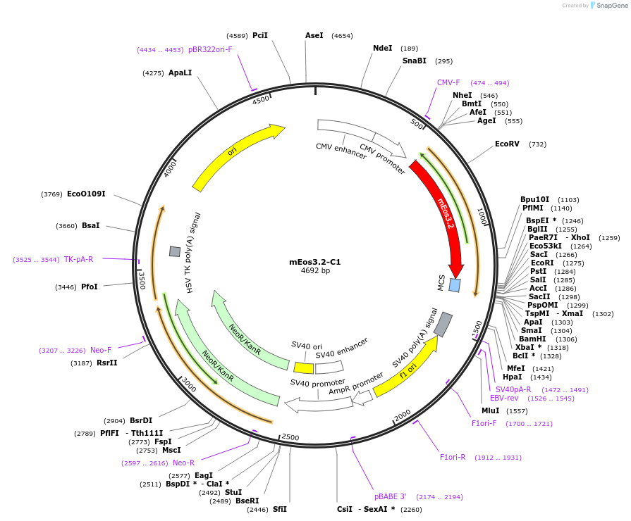 54550-plasmid-map-sequence-id-203261