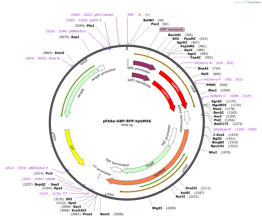 105161-plasmid-map-sequence-id-203265