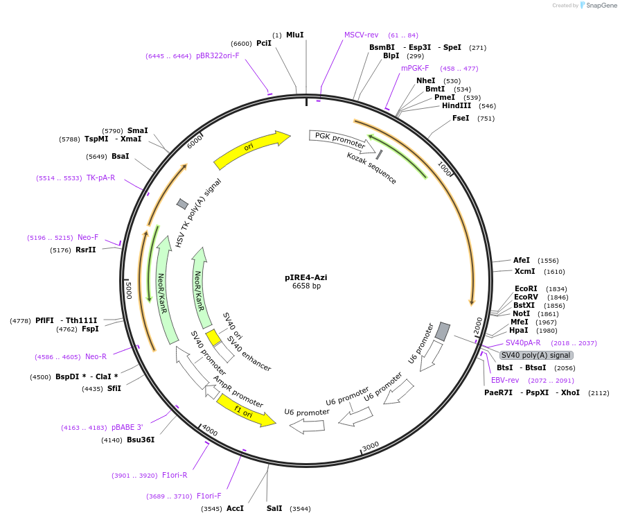 105829-plasmid-map-sequence-id-203267