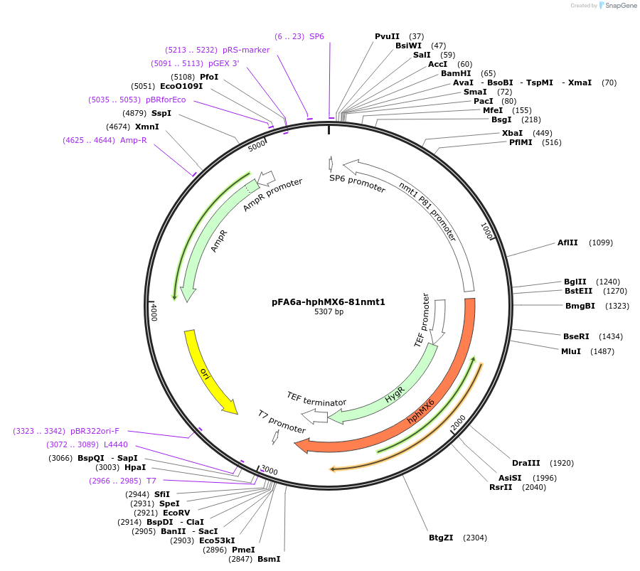 105164-plasmid-map-sequence-id-203270