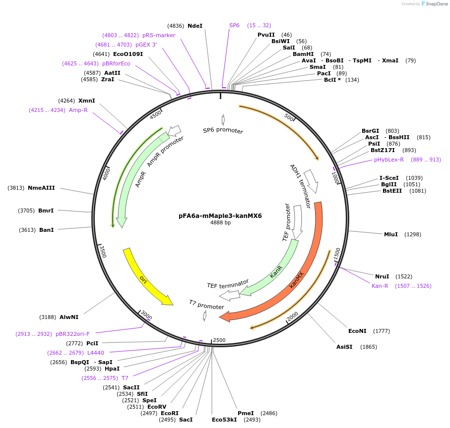 105165-plasmid-map-sequence-id-203271