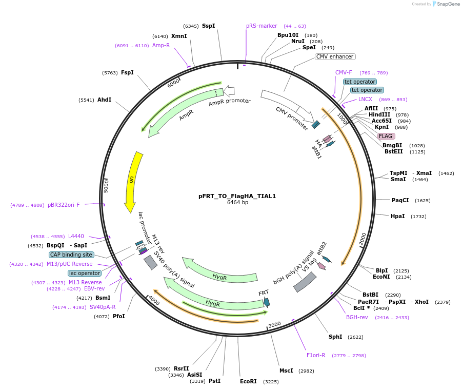 106090-plasmid-map-sequence-id-203273