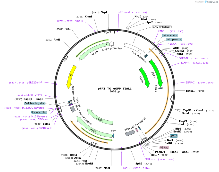106091-plasmid-map-sequence-id-203274