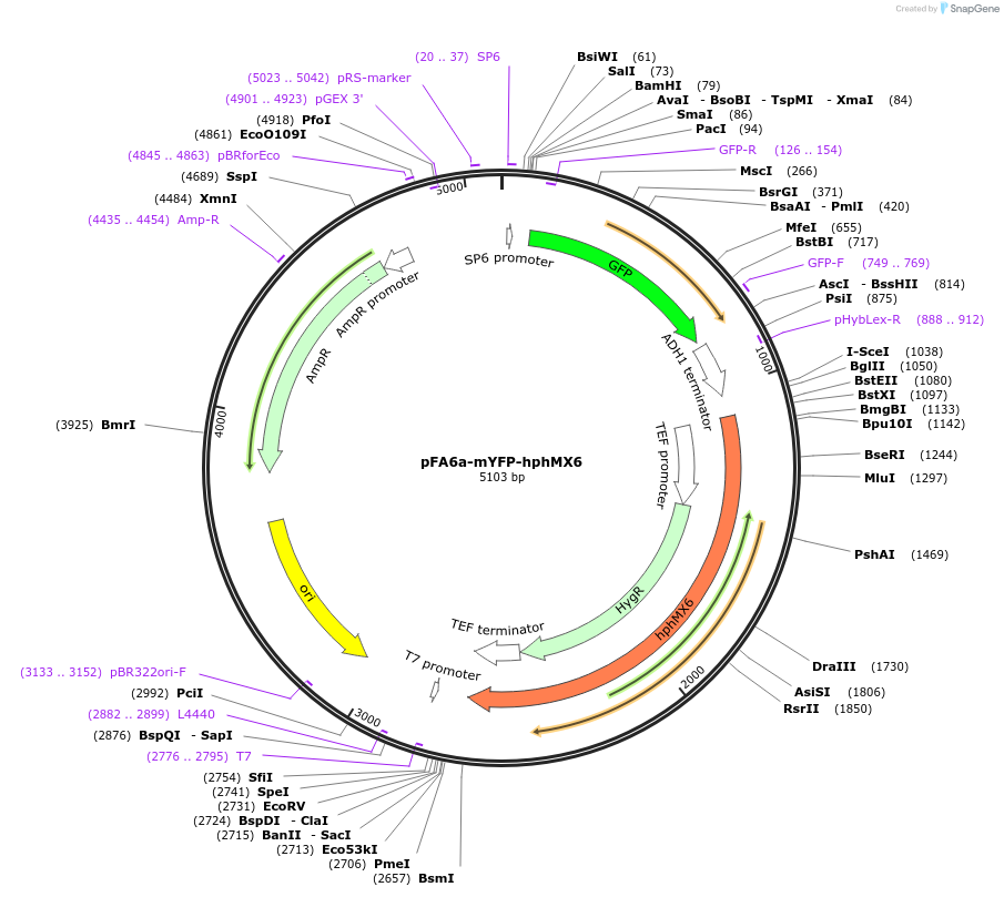 105155-plasmid-map-sequence-id-203303