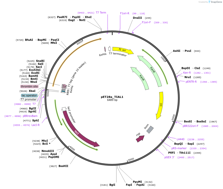 106092-plasmid-map-sequence-id-203304