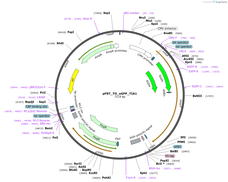 106094-plasmid-map-sequence-id-203306