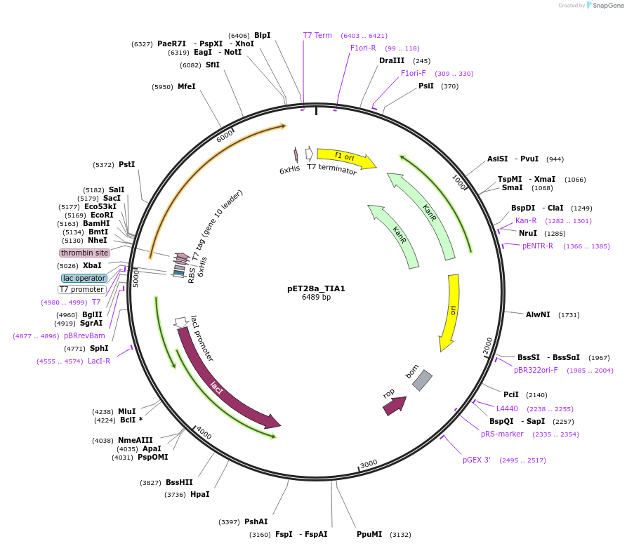 106095-plasmid-map-sequence-id-203307