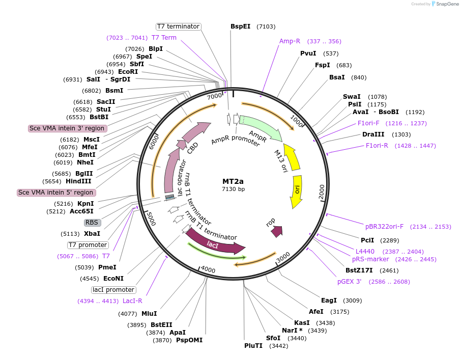 105693-plasmid-map-sequence-id-203311