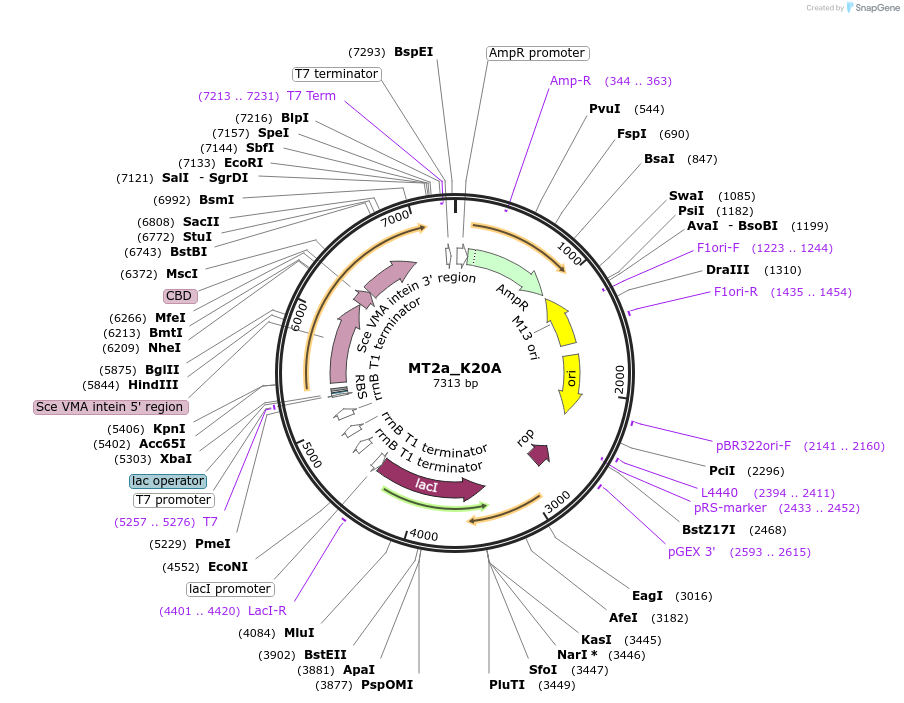 105698-plasmid-map-sequence-id-203315