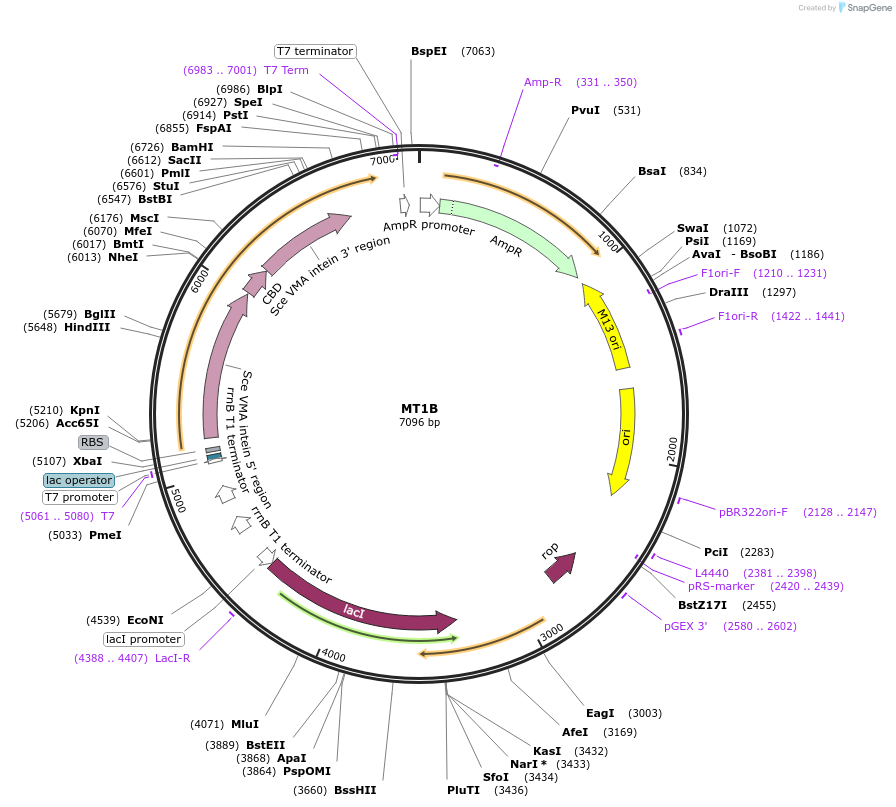 105701-plasmid-map-sequence-id-203320