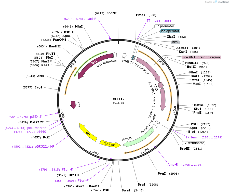105704-plasmid-map-sequence-id-203324