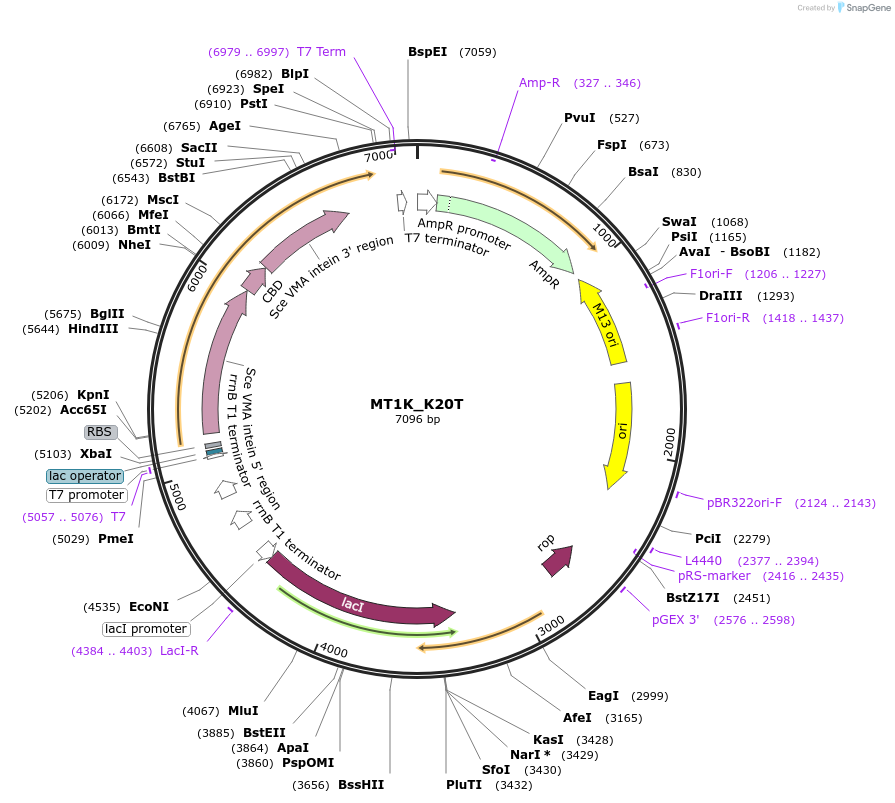 105708-plasmid-map-sequence-id-203328