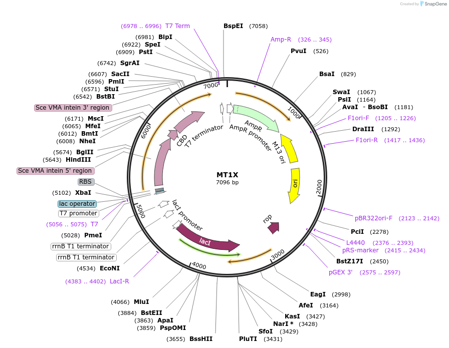 105709-plasmid-map-sequence-id-203329