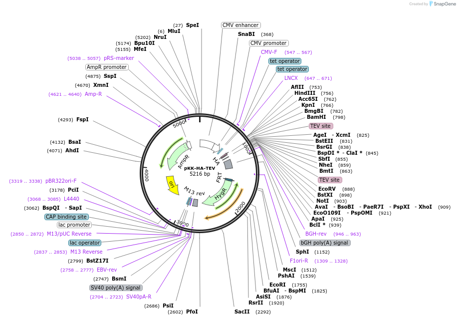 105769-plasmid-map-sequence-id-203336