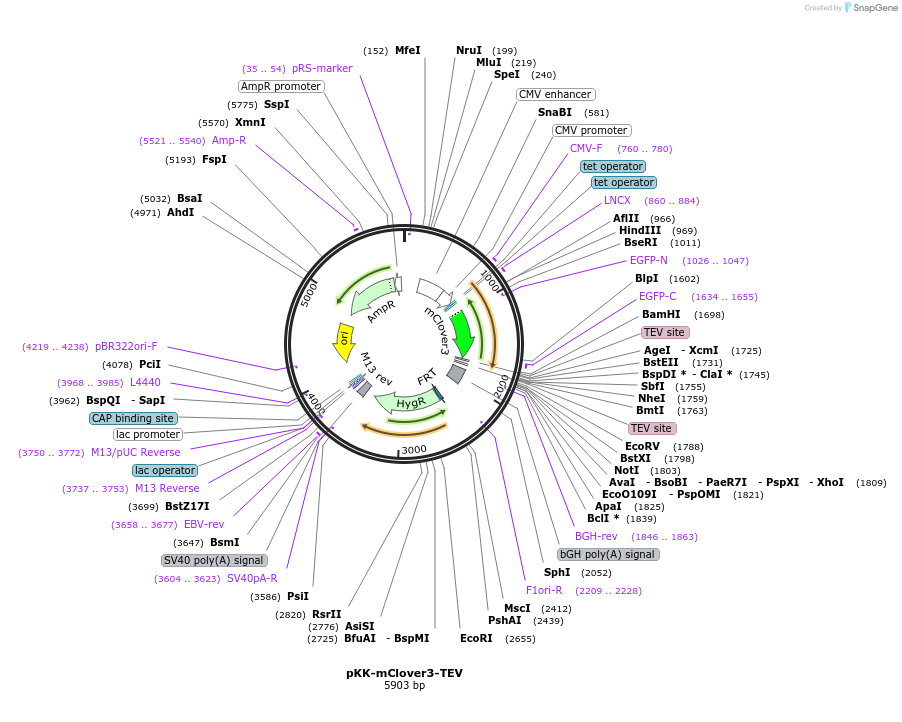 105778-plasmid-map-sequence-id-203367