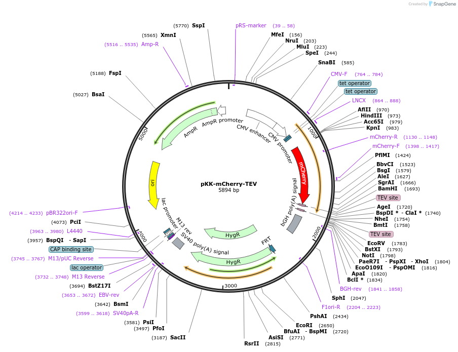 105779-plasmid-map-sequence-id-203368
