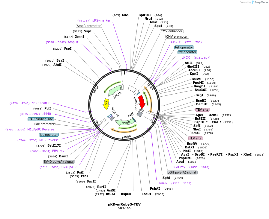 105780-plasmid-map-sequence-id-203369