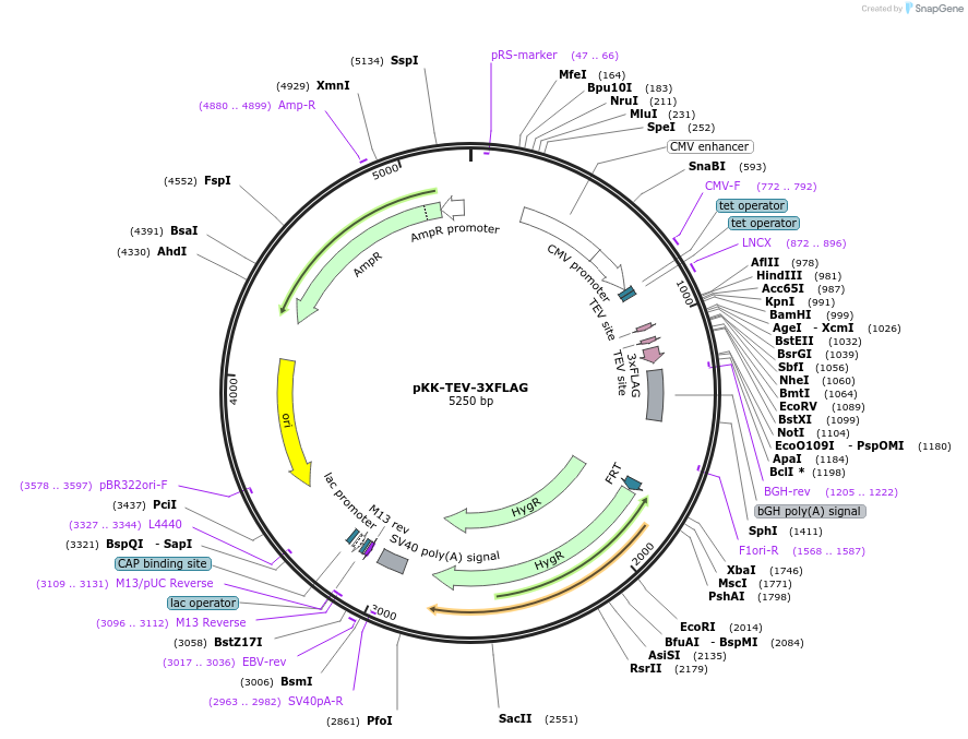 105784-plasmid-map-sequence-id-203373