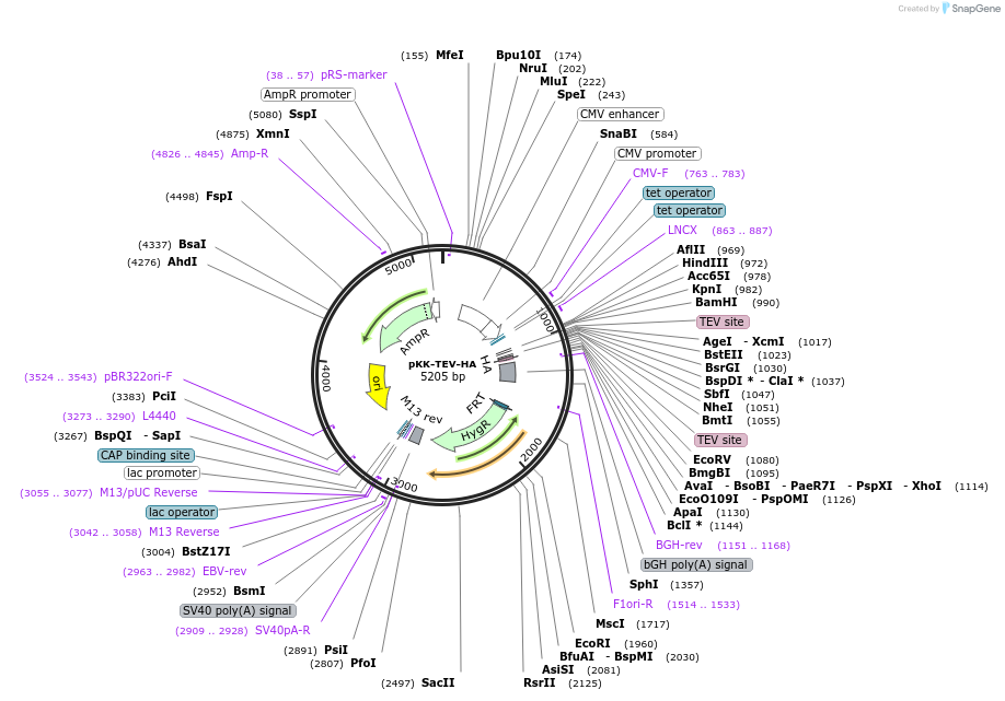 105785-plasmid-map-sequence-id-203375