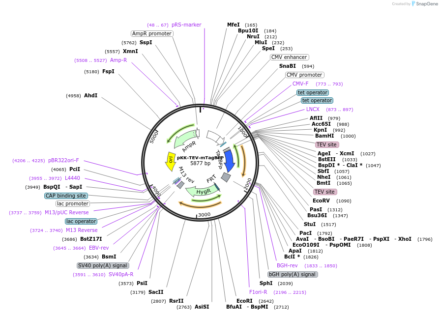 105789-plasmid-map-sequence-id-203380