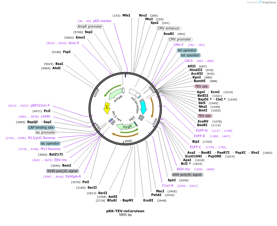 105790-plasmid-map-sequence-id-203381