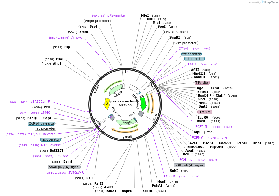 105795-plasmid-map-sequence-id-203386