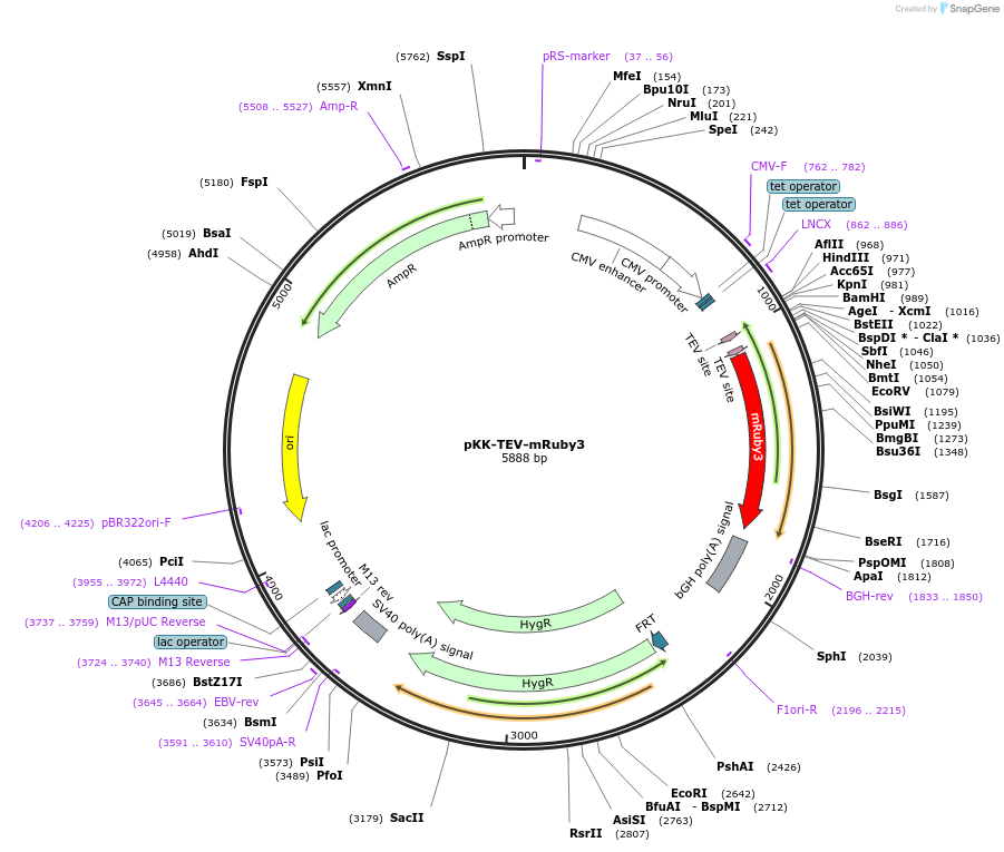 105797-plasmid-map-sequence-id-203388